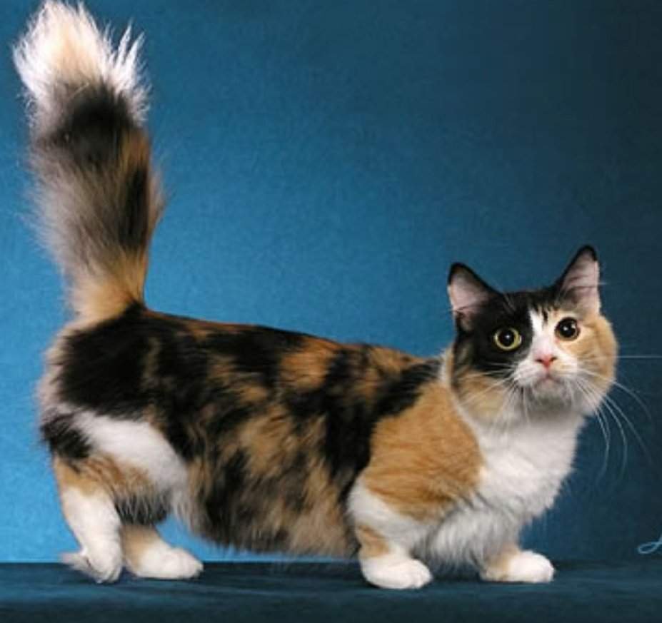 Коротколапая кошка Манчкин