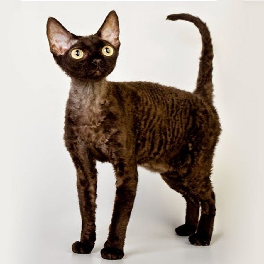 Порода кошек Девон рекс черный