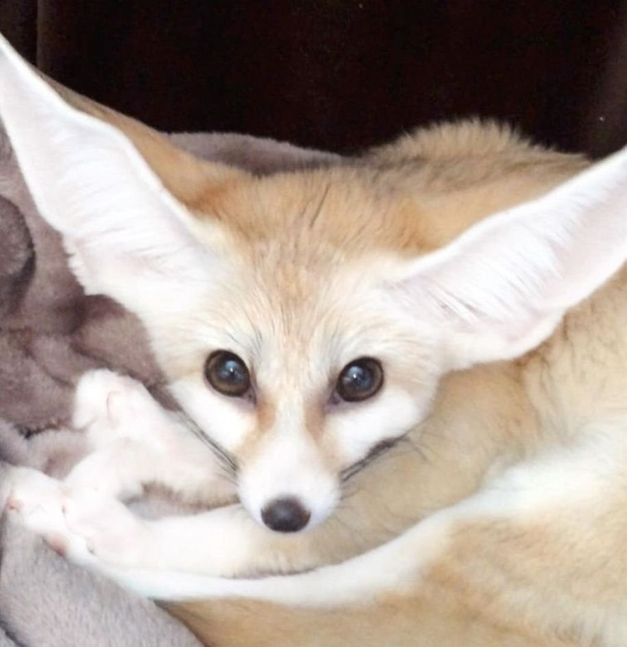 Фенек на рабочий стол