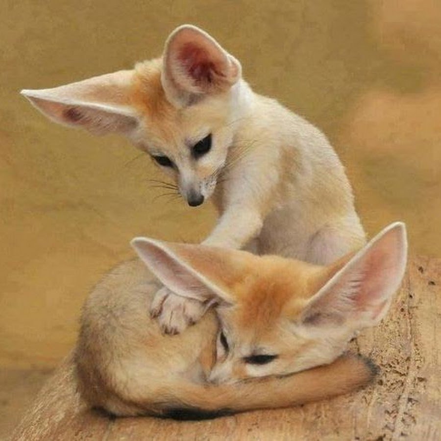 Щенки Феньков