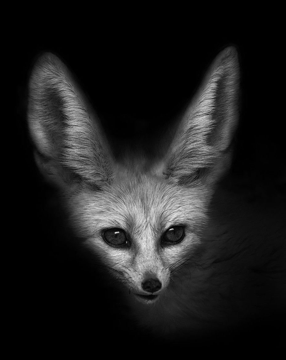 Фенек Степная лисица