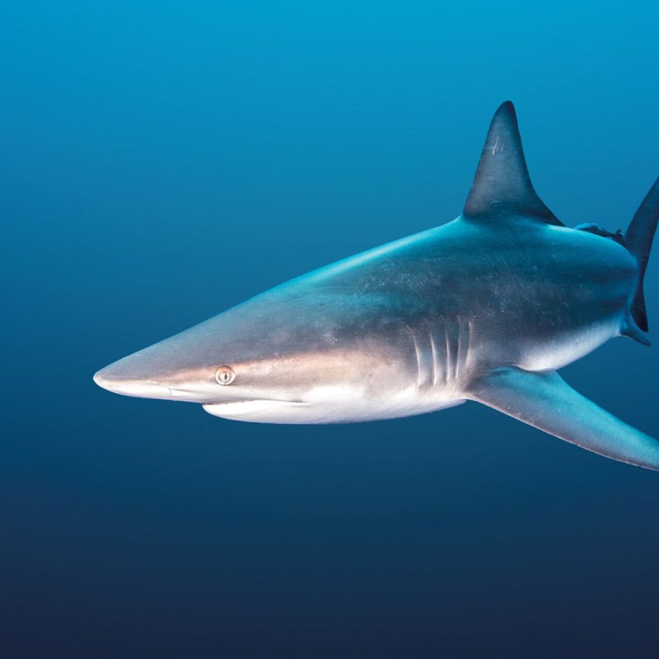 Рифовая акула опасна