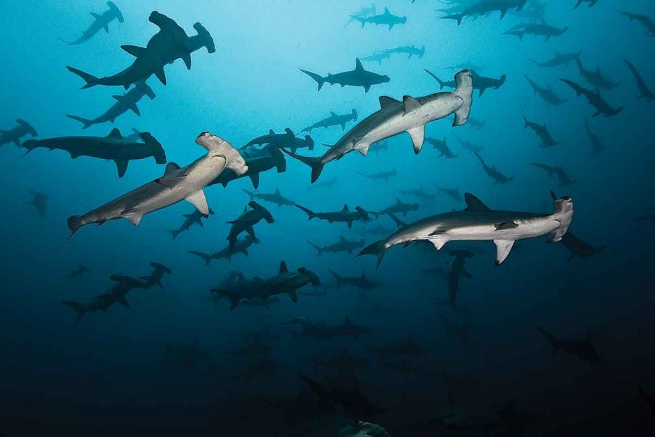 Остров Кокос Коста-Рика дайвинг