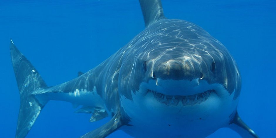 Акула улыбается