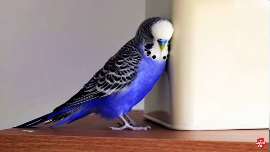 Волнистый попугай