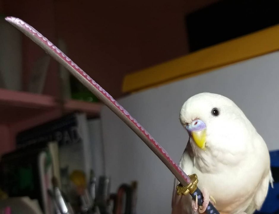 Попугай с ножом