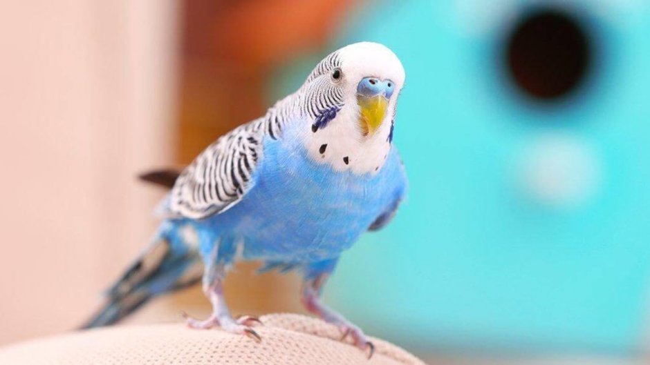 Волнистый попугай