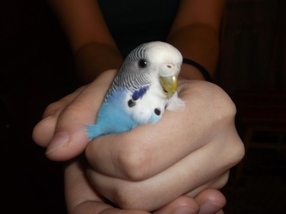 Плюшевый попугайчик волнистый попугай