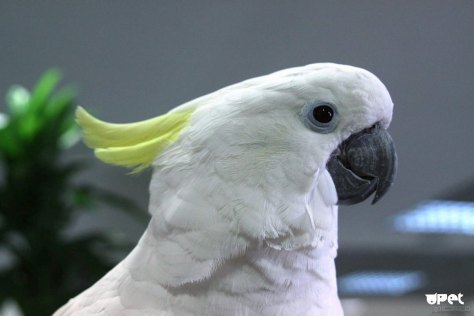 Попугай Какаду белохохлый