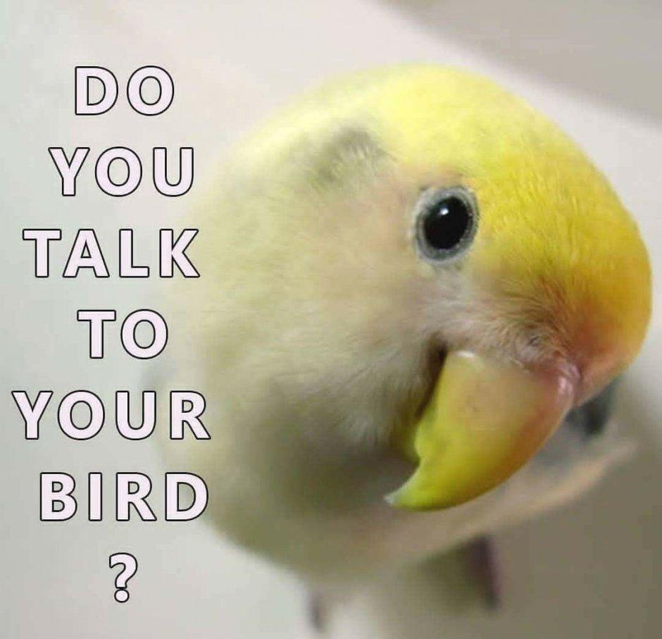 Смущенный попугай