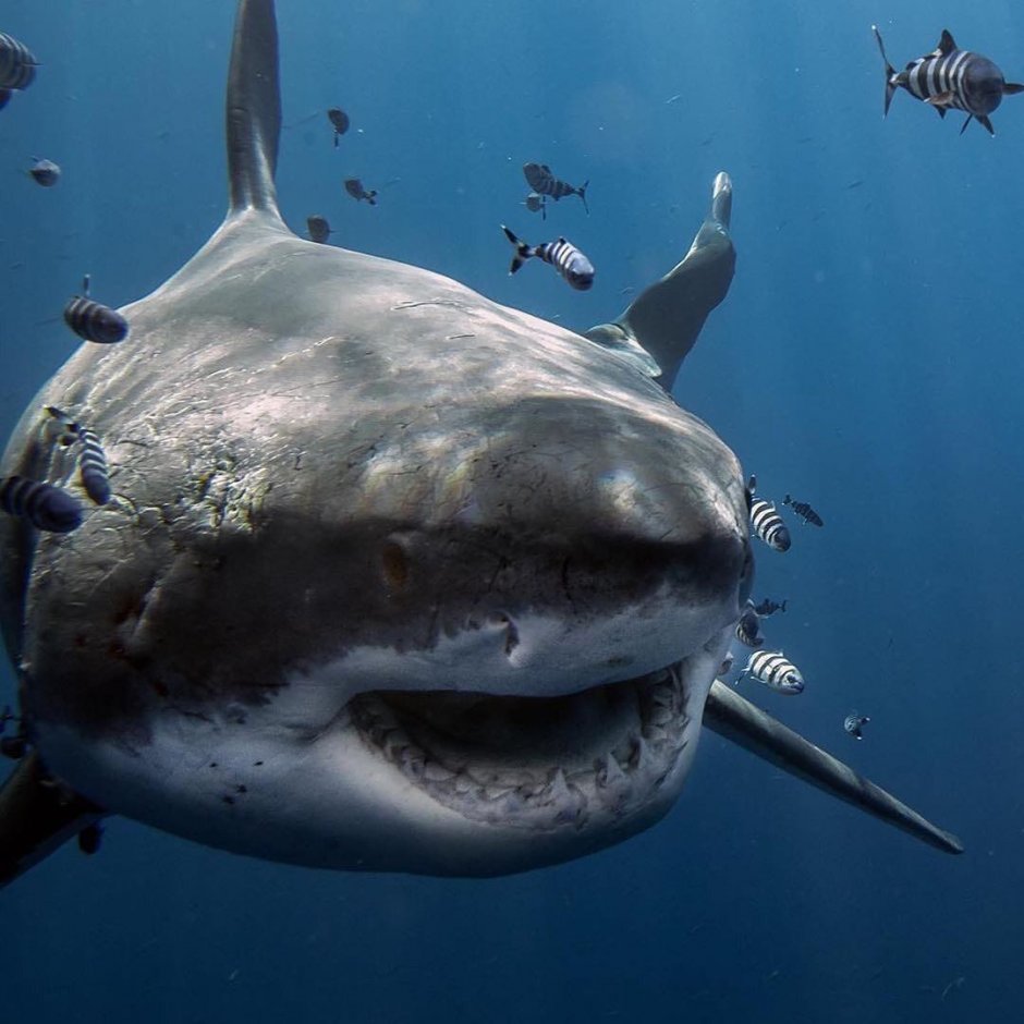 Гренландская акула челюсти