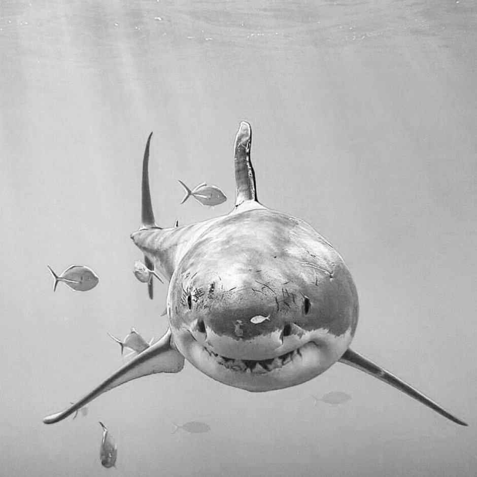 Акула в воде карандашом