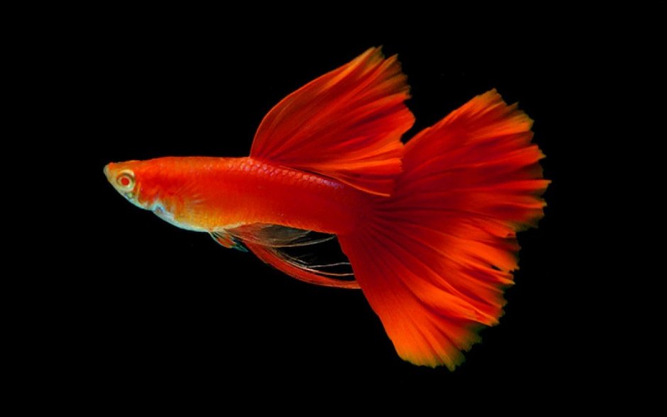 Гуппи красные