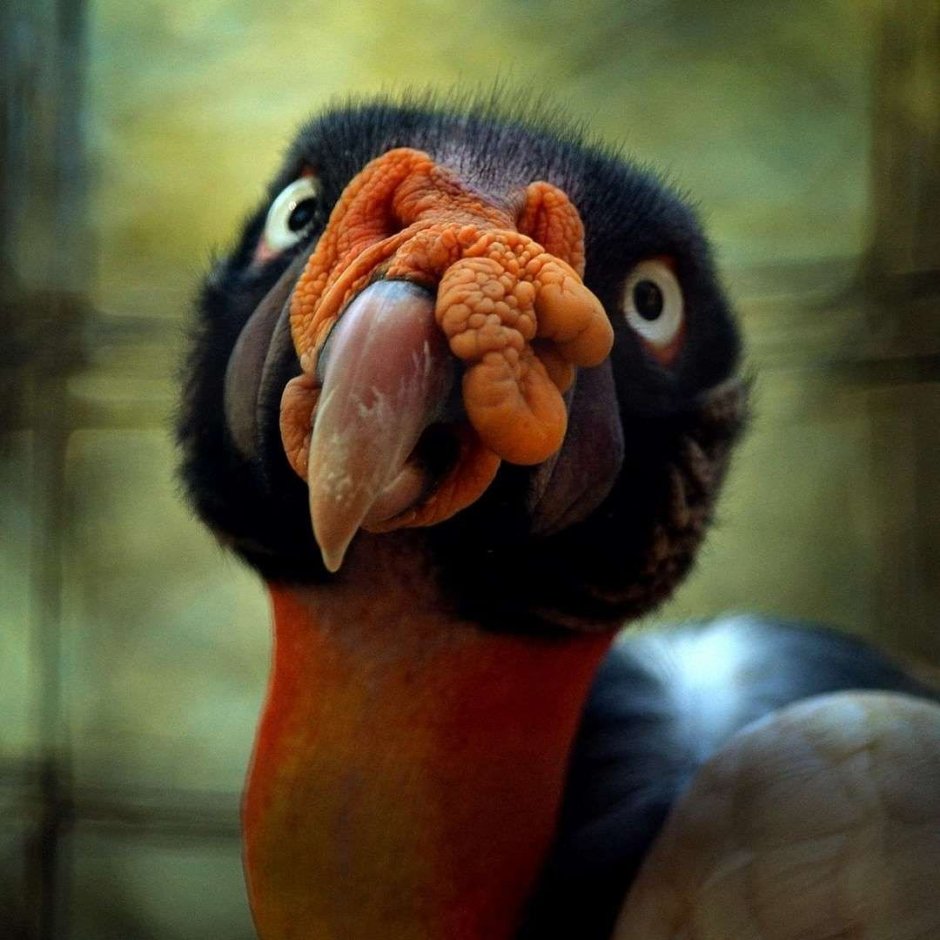 Королевский гриф странный