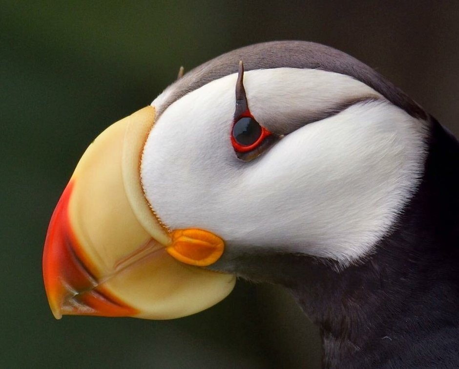 Ипатка и тупик