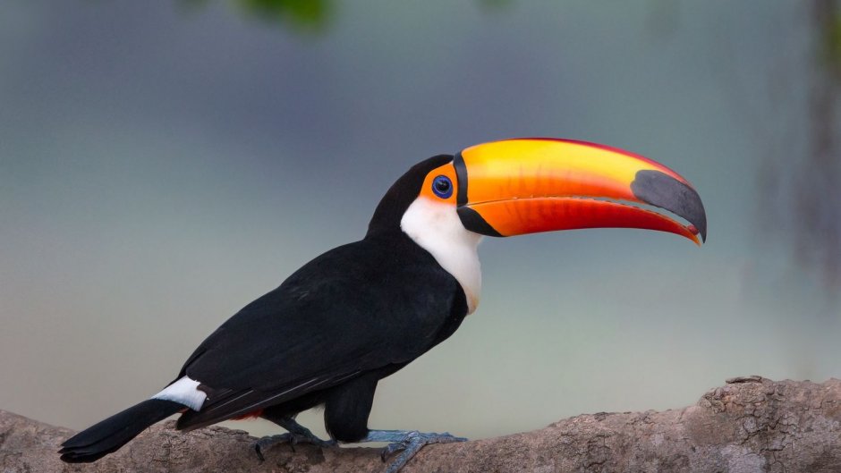 Тукан птица