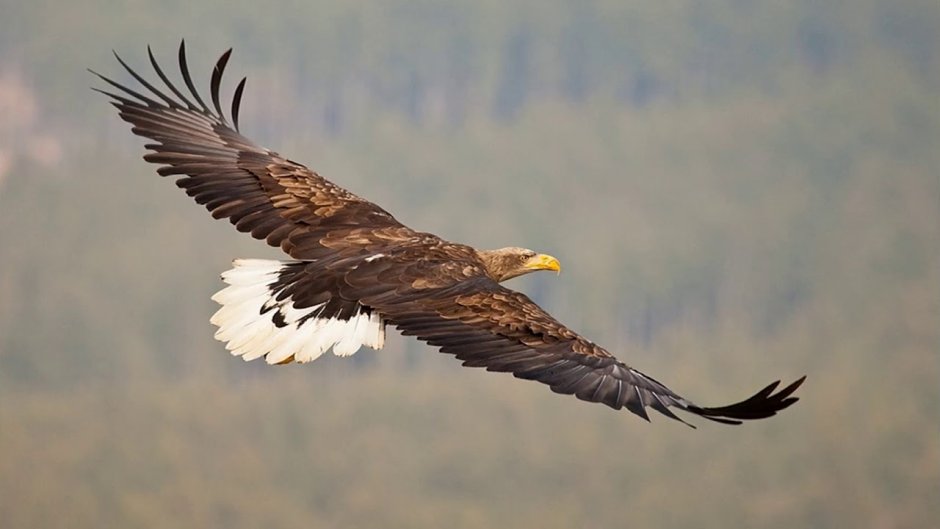 Орлан белохвост хвост