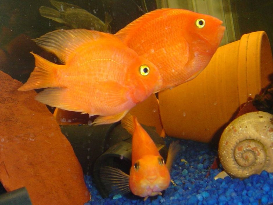 Трехгибридный попугай рыбка