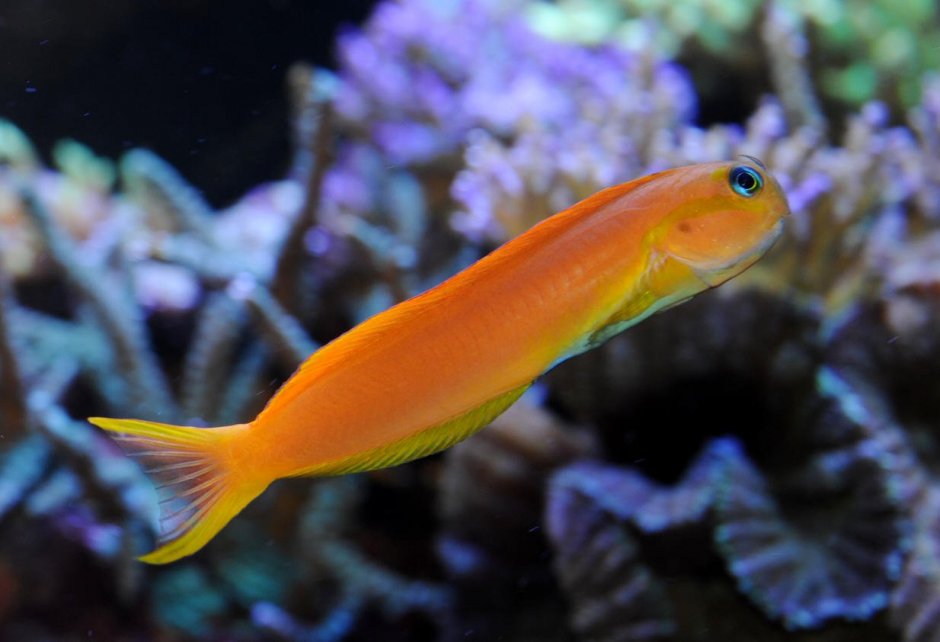 Собачка-эксен Мидас