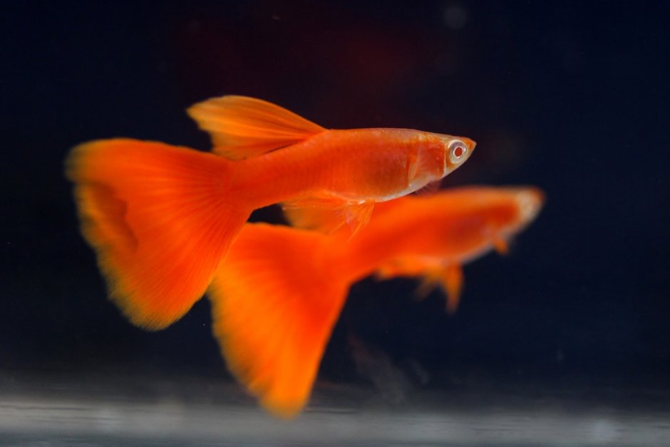 Меченосец рыбка гуппи