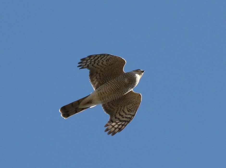 Ястреб тетеревятник в полете