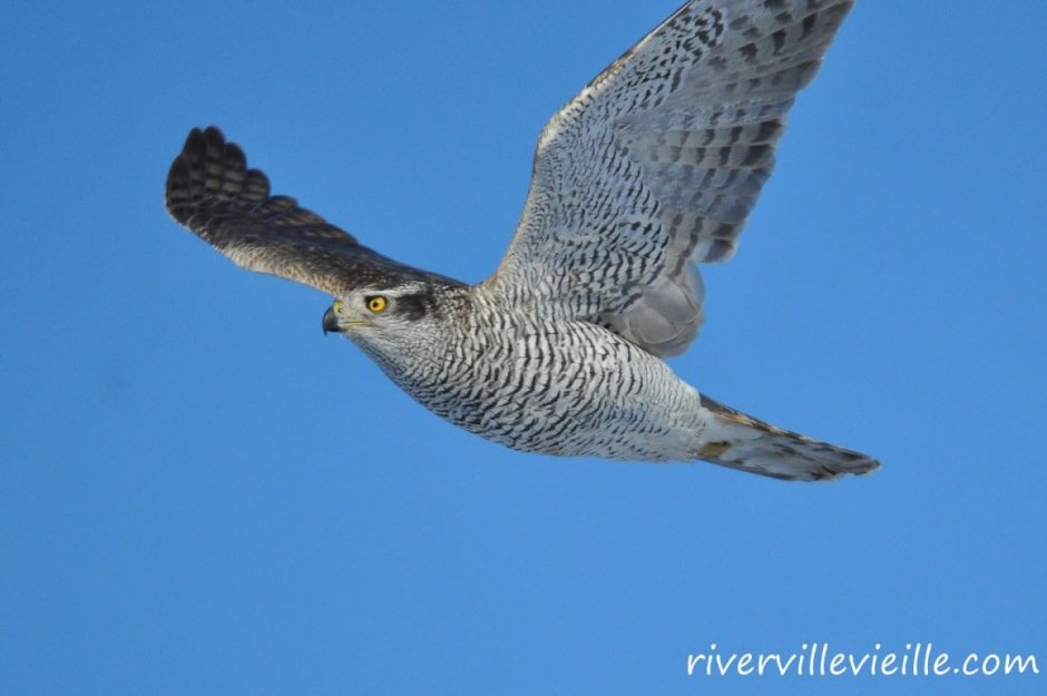 Ястреб тетеревятник в полете