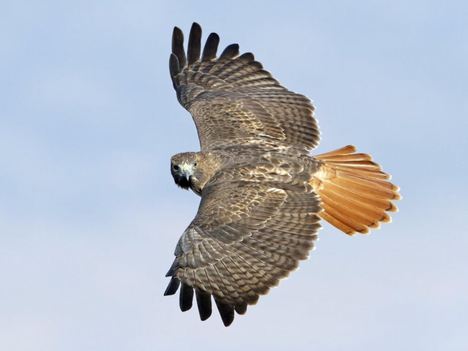 Red tailed Hawk птица