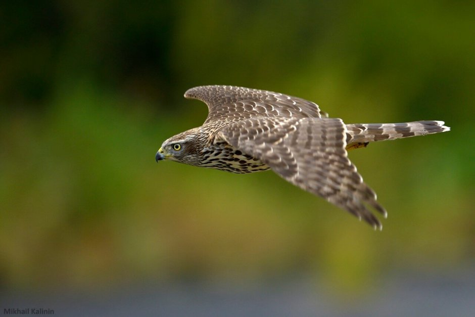 Ястреб тетеревятник молодой