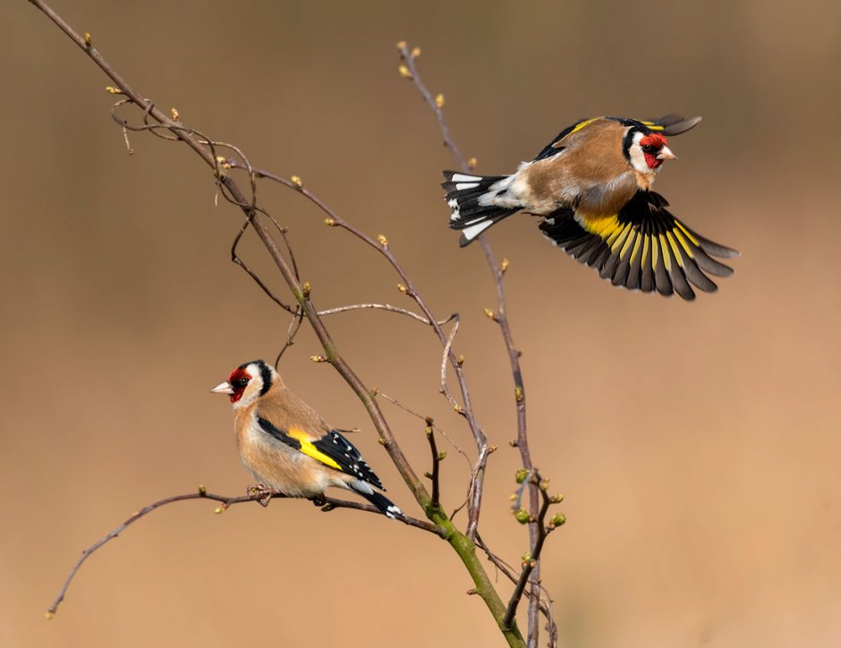 Черноголовый щегол