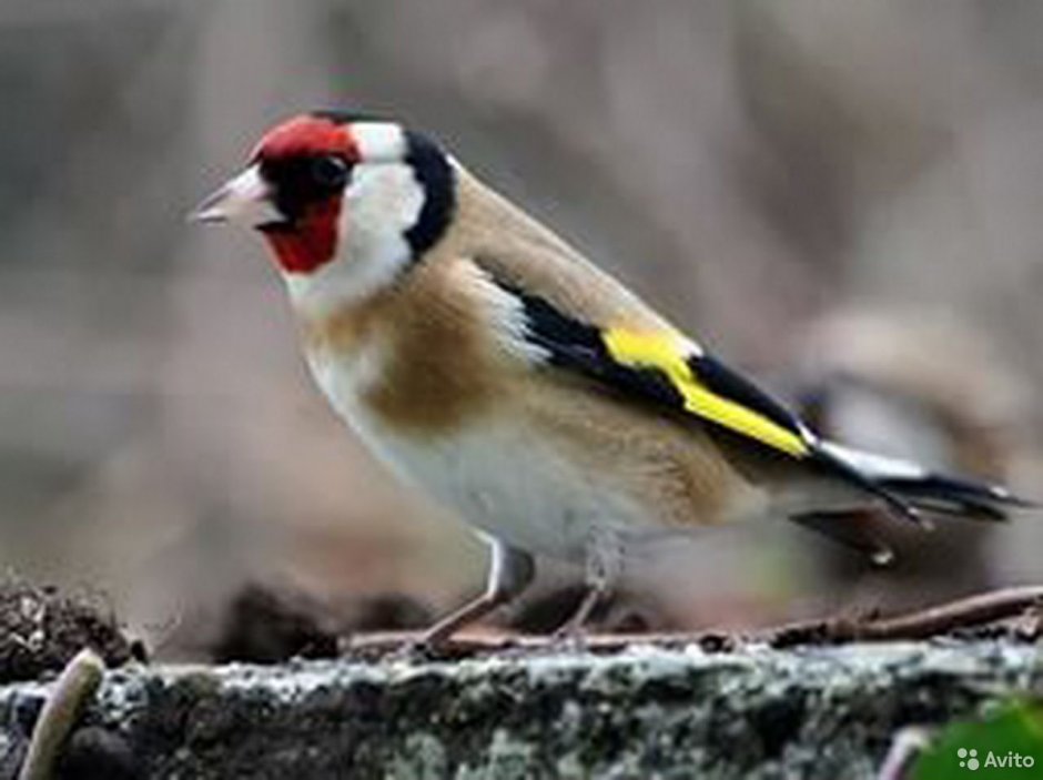 Огненноголовый трахифонус