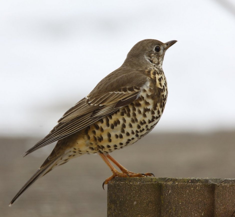 Turdus viscivorus