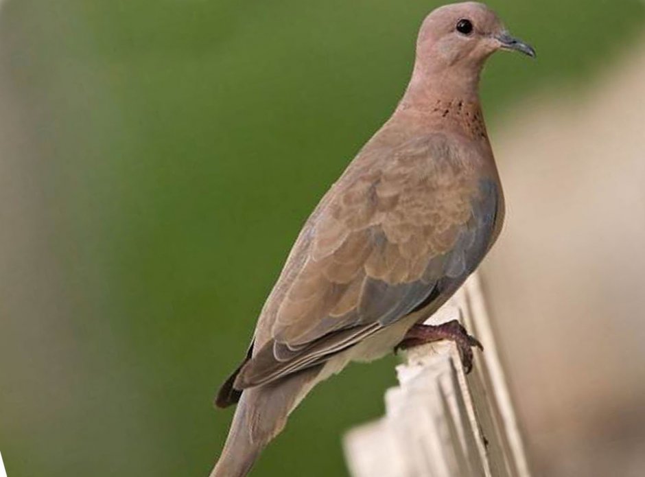 Голубь Горлица обыкновенная