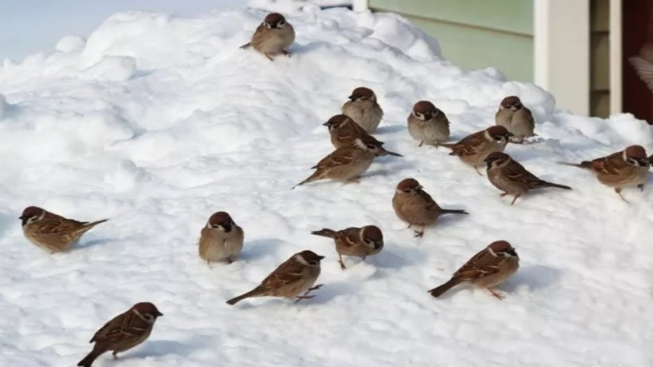 Название зимующих птиц России для детей
