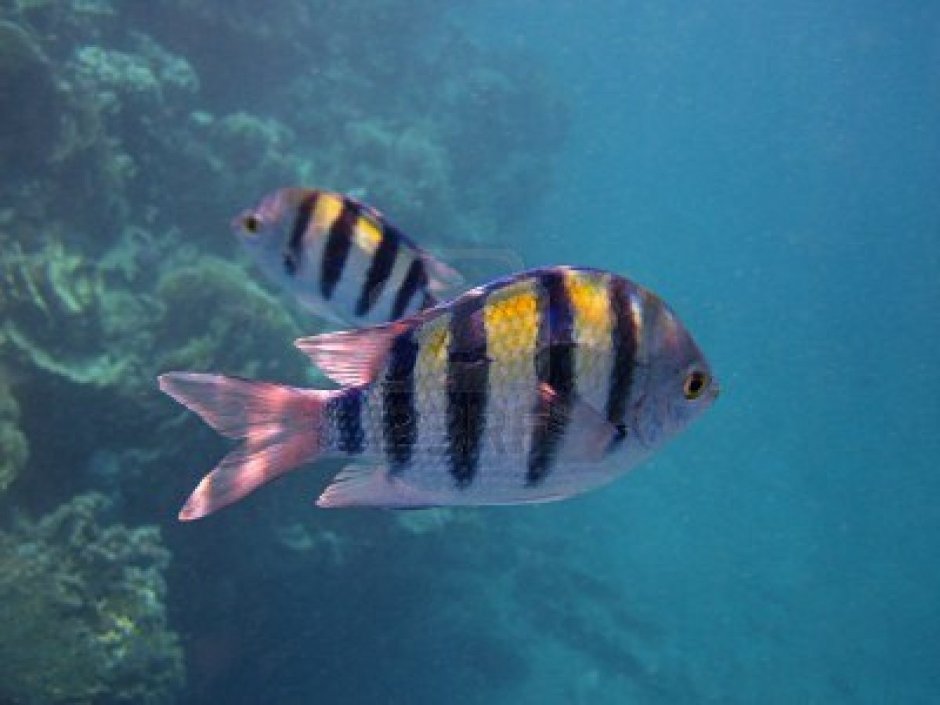 Полосатая рыба с красными плавниками