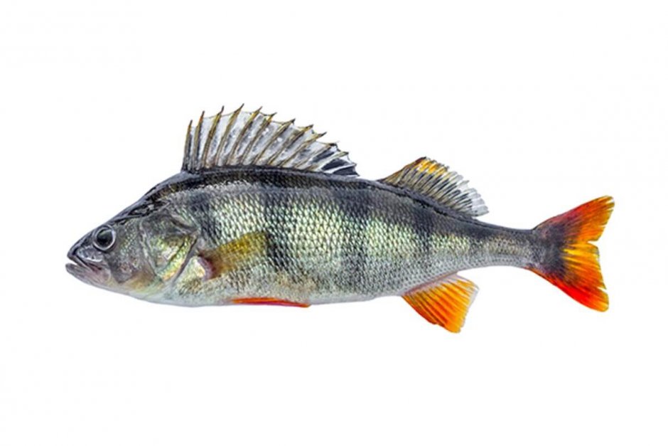 Окунь обыкновенный малек