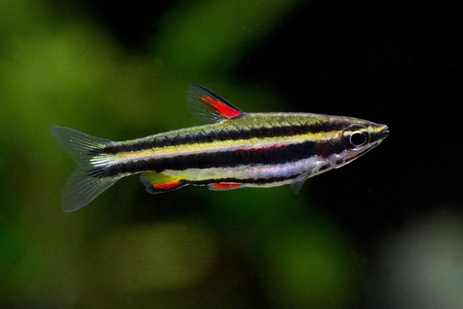 Речной окунь фото распечатать