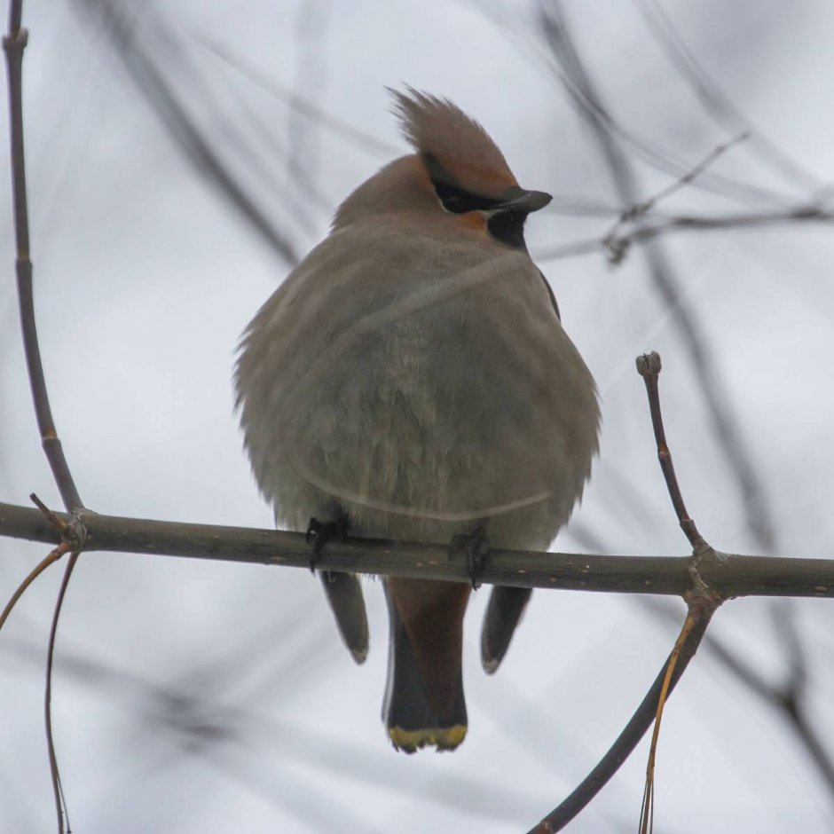 Свиристель Сибирская