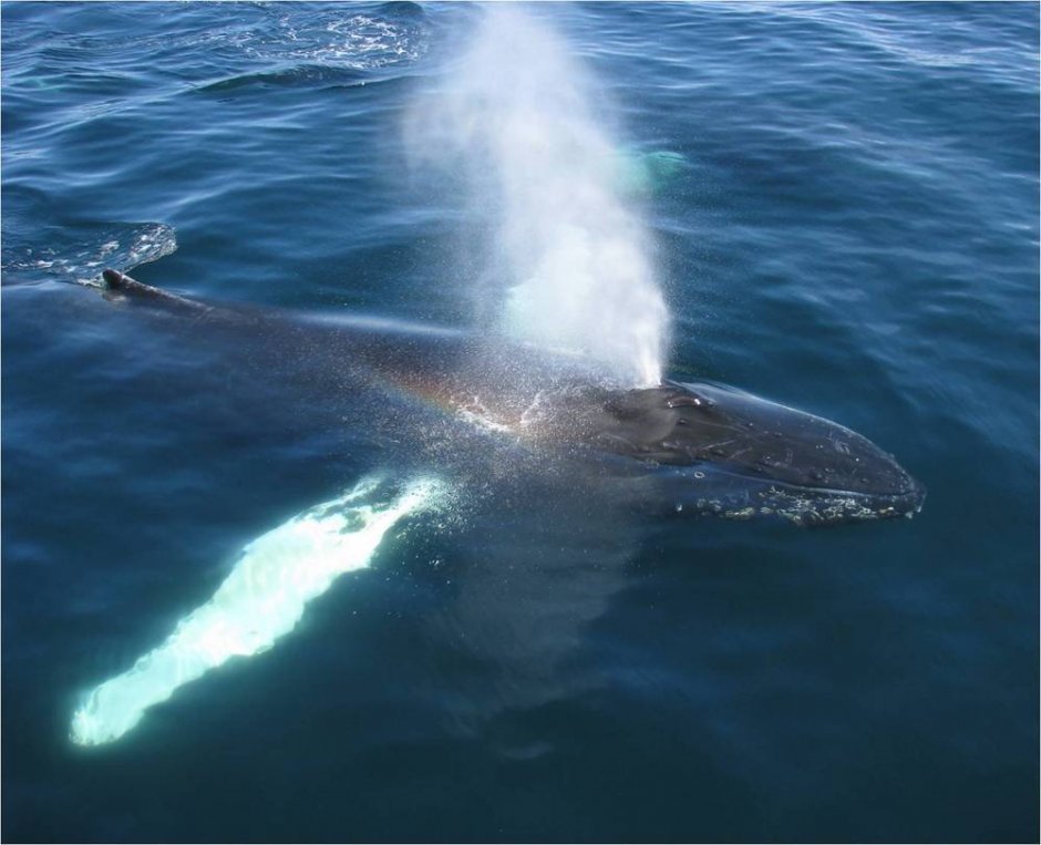 Синий кит дыхало фонтан