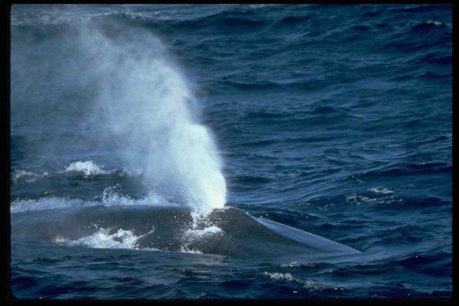 Синий кит фонтан