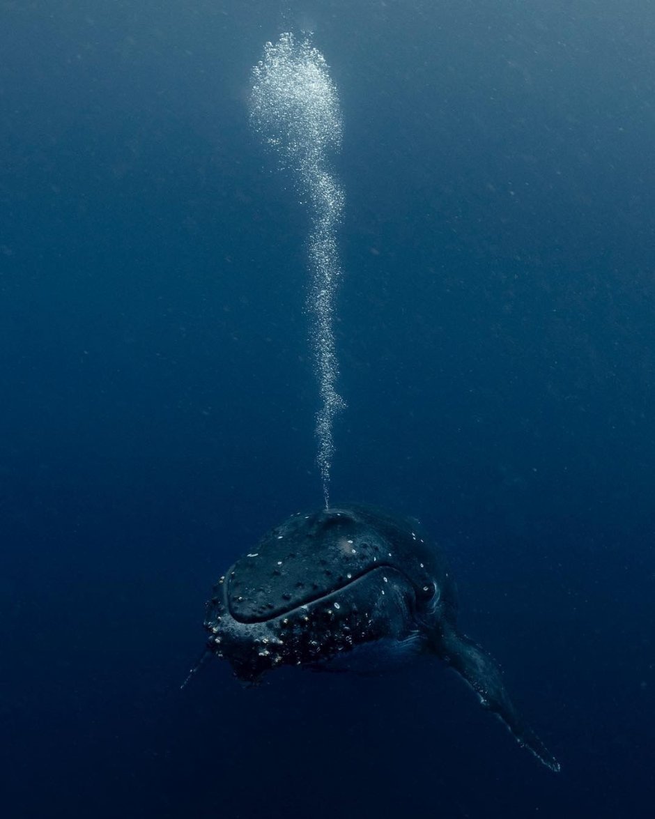 Фонтан китов