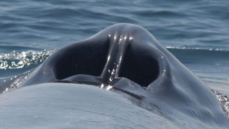 Дыхало кита анатомия