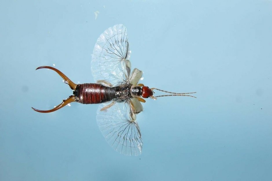 Уховертка Крылья