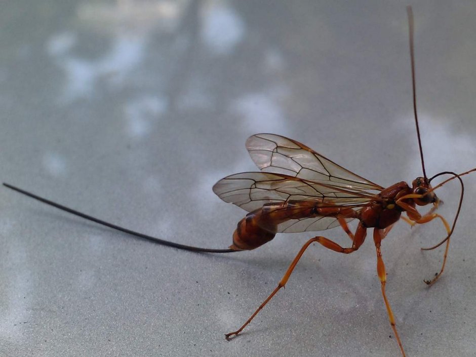 Насекомое с длинным жалом