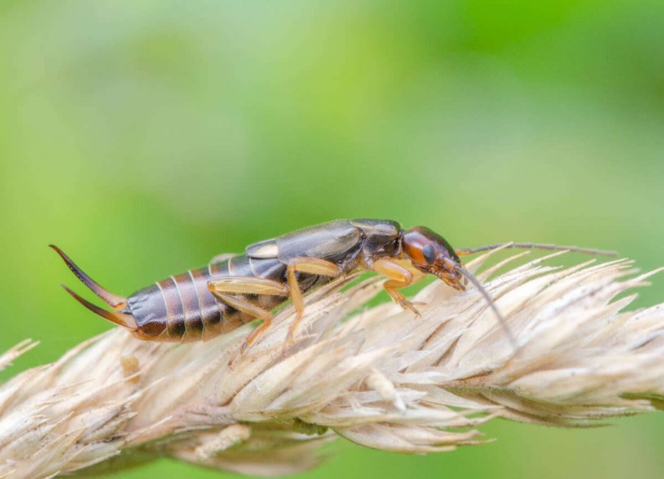 Уховёртка обыкновенная