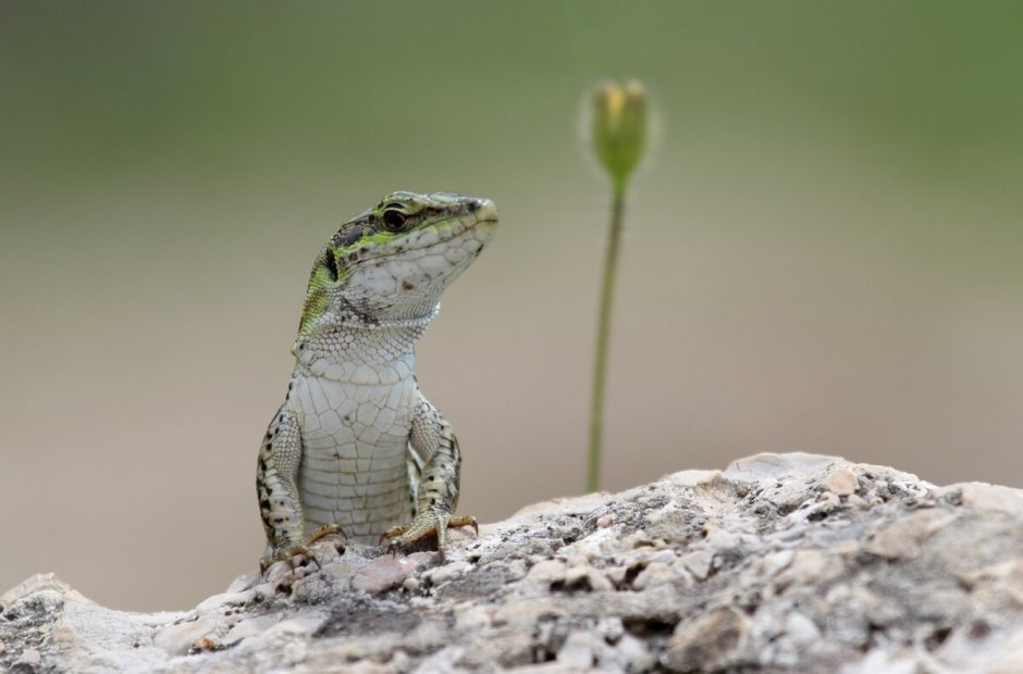 Прыткая ящерица брюхо