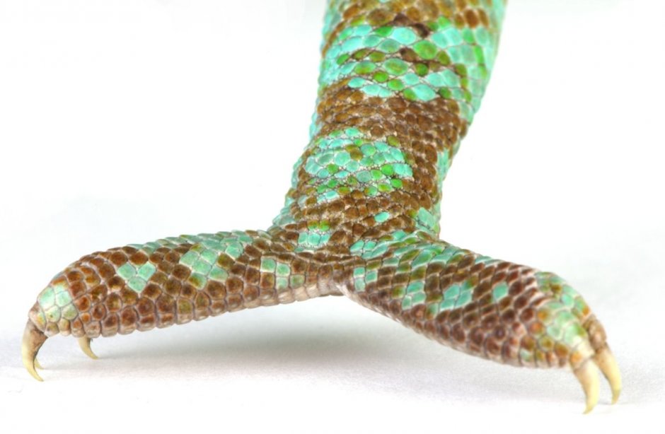 Строение конечностей хамелеона