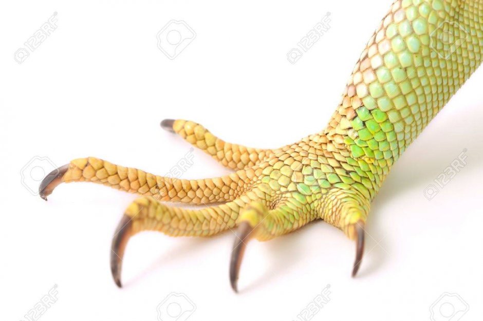 Когти рептилий