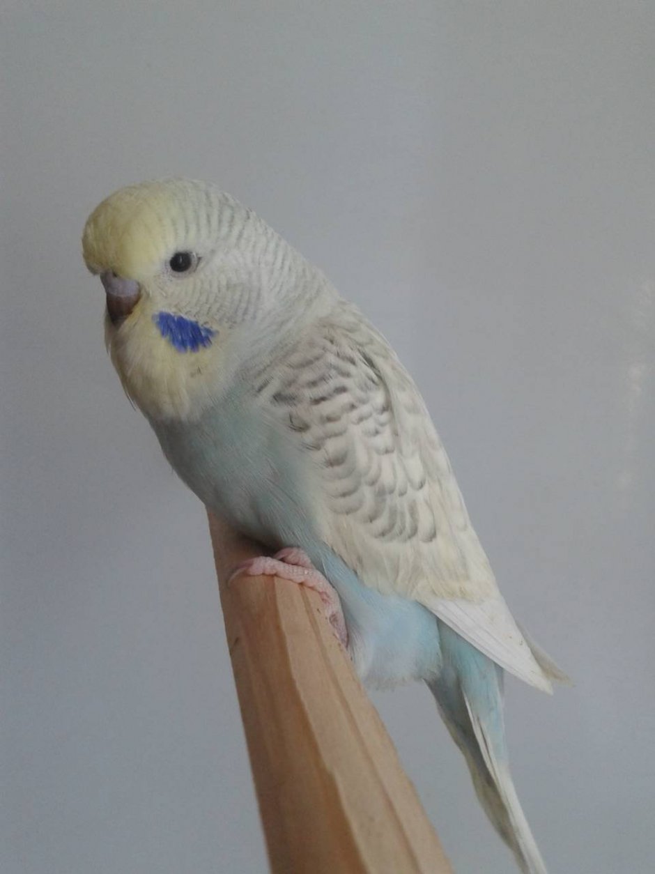 Волнистый попугай лейсвинг