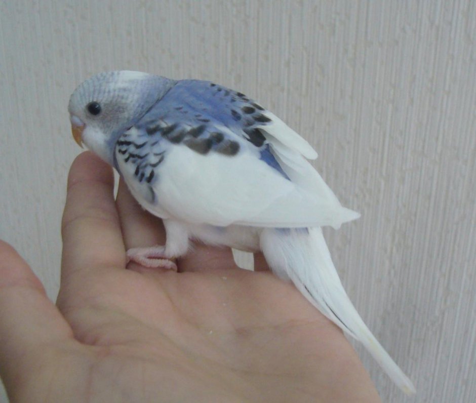 Белокрылый волнистый попугай