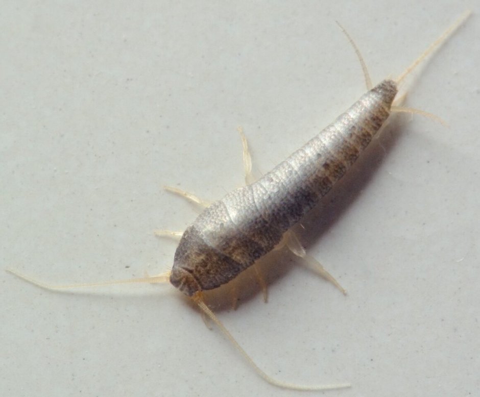 Обыкновенная чешуйница мокрица